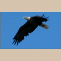 eagle_in_flight.jpg