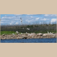 gulls_on_rocks.jpg